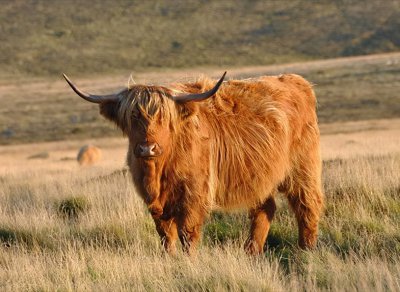 ​来自苏格兰高地的小牛，古老的牛，优质的牛，你见过吗？