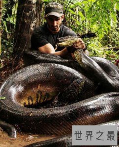 ​世界上最大的蛇之一，绿森蚺(体长10m/重225kg)