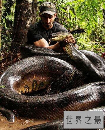 世界上最大的蛇之一，绿森蚺(体长10m/重225kg)